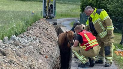 Bild: Feuerwehr Dresden
Einsatzkräfte wirken beruhigend auf das Tier ein.