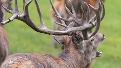 Bild: Symbolbild Daniel Karmann
Zaun eines Wildgeheges beschädigt: Mehrere Wildtiere entkommen in Neukirchen-Balbini