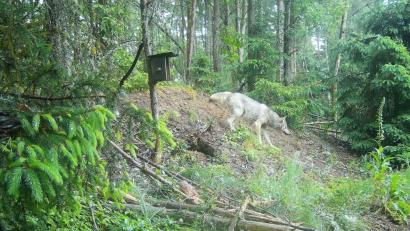 Bild: Ritschel/exb
Das Bild einer Wildkamera, die im Nabburger Stadtwald angebracht ist, zeigt einen Wolf. Das Foto ist am Sonntag kurz nach 20.30 Uhr aufgenommen worden.