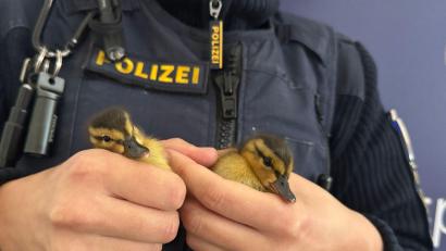Bild: -/Polizei Regensburg/dpa
Polizisten haben fünf verwaiste Entenküken gerettet - zwei davon hält ein Beamter in der Hand.