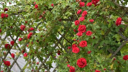 Bild: rgr
Die üppig blühenden Rosen sind Schmuckstücke im Garten.