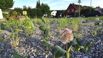 Bild: Portner
Dieses Kiesbeet mit trockenheitsverträglichen Stauden fällt seit zwei Wochen auf einer städtischen Fläche am Bayerisch-Böhmischen-Freundschaftsweg in Oberviechtach auf. Die Mulchschicht aus Schotter sorgt für Diskussionen.