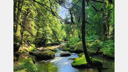 Bild: Marina Sigritz [Marina Sigritz] (marina.sigritz@oberpfalzmedien.de)
Entlang an der Waldnaab mit traumhaften Eindrücken der fast verwunschen wirkenden Landschaft.