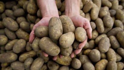 Bild: picture alliance / dpa
Die Pflanzenkrankheit Stolbur bedroht auch heimische Kartoffeln.