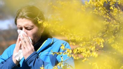 Bild: Angelika Warmuth/dpa
Daten zum Pollenflug sind in Bayern online abrufbar. (Symbolbild)