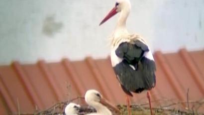 Bild: Storchencam Falkenberg/Joachim Zrenner/exb
Zwei Störche sind in Falkenberg geschlüpft. Nur eines hat die ersten Tage überlebt. Unser Bild zeigt den kleinen Vogel mit den beiden Altstörchen.
