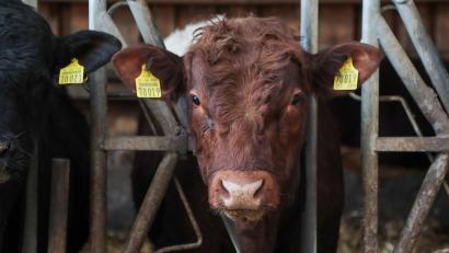 Bild: Wolfgang Steinbacher
Norbert und Cornelia Uebler züchtenauf ihrem Biohof in Riglashof Pinzgauer und Hereford-Rinder und vermarkten diese - inzwischen auch über ein SB-Häuschen.
