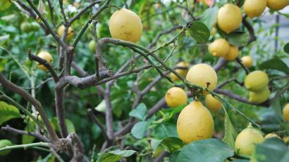 Symbolbild: Anja Sokolow
Ein bislang unbekannter Täter entwendete einen Zitronenbaum aus einem Garten in Nittenau.
