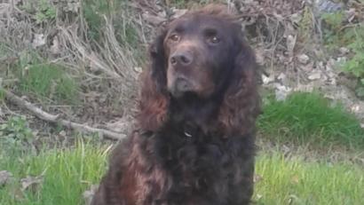 Symbolbild: R. Bayer
Eine Mann aus dem Landkreis Schwandorf soll seine Jagdhunde über längere Zeit in ungeeigneten Transport- und Holzboxen gehalten haben. Auf dem Symbolbild ist ein Deutscher Wachtelhund zu sehen. Er zählt zu den Stöberhunden.