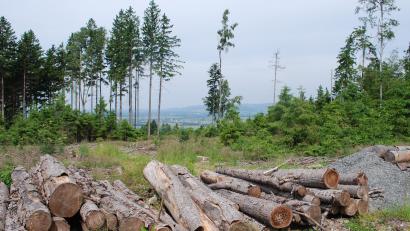 Bild: Thorsten Schreiber
Plateau-Lagen im Steinwald und ein reicher Fichtenbestand erleichtern Borkenkäfern die Ausbreitung. Kahle Flächen wie hier auf dem Kühberg bei Godas nahe Waldeck werden wegen Wiederaufforstungsmaßnahmen in Zukunft häufiger zu sehen sein.