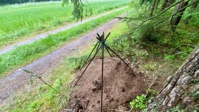Bild: upl
Dieser Ameisenhaufen direkt am Feldweg blieb noch verschont.