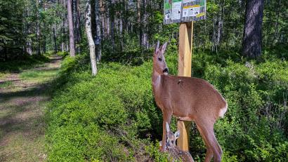 Bild: Stephan Huber
Den Pirschpad säumen die "Waldbewohner", wie dieses Reh mit seinem Kitz.