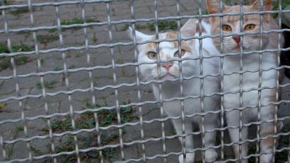 Archivbild: Steinbacher
Katzen haben es leichter, ein neues Zuhause zu finden, sagt Ingrid Mallmann, zweite Vorsitzende des Tierschutzvereins Amberg.