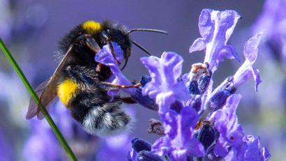 Bild: Jens Büttner/dpa
Teilnehmer an der Hummel-Challenge im Landkreis Schwandorf benötigen eine App, um ihre Beobachtungen weitergeben zu können.
