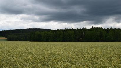 Bild: bnr
Im Waldstück mit der Bezeichnung "Himmelstür" soll der "Windpark Söllitz" errichtet werden. Im Hintergrund sind die Windräder bei Deindorf erkennbar.
