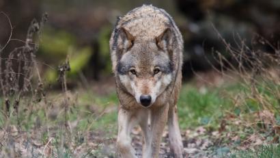Bild: Julian Stratenschulte/dpa
Vier junge Wölfe leben seit neuestem im Landkreis Neustadt/WN. Auch in den anderen Oberpfälzer Wolfsgebieten gibt es wohl Nachwuchs.