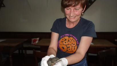 Bild: Ibl
Martina Thoma trägt die junge Amsel ins Freie, die sich im Schafferhof in Neuhaus in die Zoiglstube verirrt hatte.