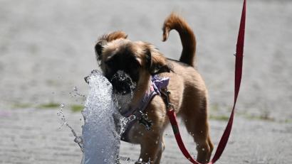 Bild: Arne Dedert/dpa
Bei den hohen Temperaturen brauchen vor allem Hunde eine Abkühlung. Ab 30 Grad kann es für sie gefährlich werden.