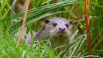 Bild: Patrick Pleul/dpa
Der Bayerische Verwaltungsgerichtshof hat den Fischotterabschuss in Oberfranken vorläufig gestoppt.
