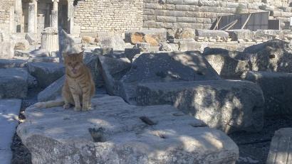 Bild: Hohlheimer
Zwischen Ausgrabungen und Säulen der antiken Stadt Ephesos sitzt Kater Garfield. Für ihn lässt unser Autor auch mal ein Weltwunder links liegen.