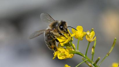 Symbolbild: Felix Kästle/dpa
Beim Versuch, ein Bienennest mit einem Gasbrenner zu entfernen, geriet in Klardorf eine Hecke in Brand.
