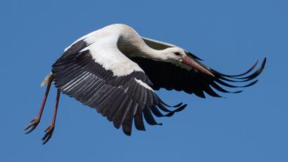 Symbolbild: Boris Roessler/dpa
Der Vogel kam wohl mit dem Schrecken davon.