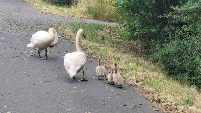 Bild: kro
Sehr gefährlich war der Ausflug dieser Schwanenfamilie, die die Bundestraße 15 bei Tirschenreuth überqueren wollte.