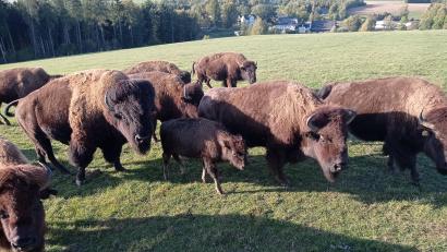 Bild: Landratsamt Wunsiedel/exb
Eine Mischung aus „Safari und Wildem Westen“ erwartet die Teilnehmenden jeden Mittwoch beim Wilden Bison-Mittwoch.