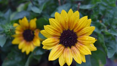 Bild: rgr
Nach reichlich Sonne gedeihen auch die Sonnenblumen.