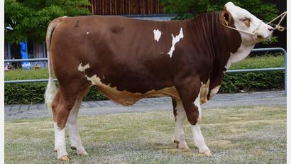 Bild: Steiner/RZO
Ein mischerbig hornloser „Vielzugut“-Sohn vom Betrieb Pilz in Oberwahrberg wurde von der Bayern-Genetik zu 8.700 Euro ersteigert.