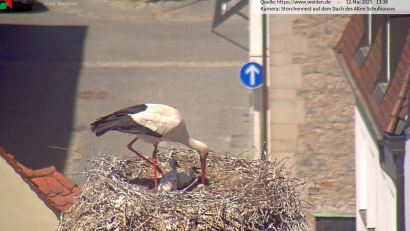 Bild: Storchen-Webcam Stadt Weiden, 12. Mai 2025
Zwei von drei Jungtieren hat das Storchenpaar in diesem Jahr auf dem Dach des alten Schulhauses durchgebracht. Die Weidener werden die Tiere wohl weiterhin hauptsächlich über die Webcam der Stadt beobachten, denn vom Boden aus sind die Tiere im Horst nur bedingt zu sehen.