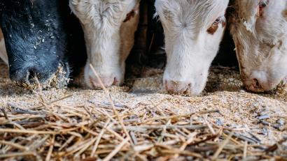 Symbolbild: Fabian Sommer/dpa
Der Winklarner Marktrat hat unter anderem den Bau eines neuen Milchviehlaufstalls genehmigt.