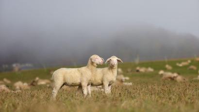 Symbolbild: Thomas Warnack/dpa
Mehrfach wurden die Schafe mit schlechtem Brot gefüttert.
