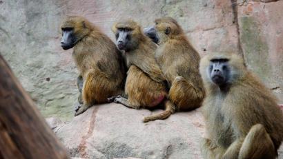 Bild: Daniel Karmann/dpa
Einige der Guinea-Paviane im Nürnberger Zoo sollen aus Platzgründen getötet werden. (Archivbild)