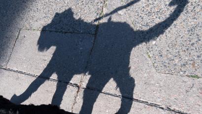 Symbolbild: Daniel Karmann/dpa
Ein E-Scooter-Fahrer wird in Kastl von einem Hund gebissen. Der Mann wird leicht verletzt. Ermittlungen gegen die Hundehalterin laufen.