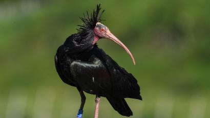 Bild: Felix Kästle/dpa
Ein Waldrapp wurde in Österreich von einem Golfball tödlich getroffen