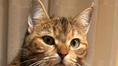 Bild: Monika Hager
Katzen gehen häufig ihre eigenen Wege. In Kohlberg sind allerdings elf Tiere nicht zu ihren Besitzern zurückgekehrt und bleiben bislang spurlos verschwunden. Darunter auch Katze Ebbi - einer der vermissten Samtpföter.