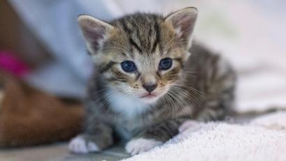 Symbolbild: Monika Skolimowska/dpa
Sechs Babykatzen wurden auf einem Rastplatz an der B 85 ausgesetzt.