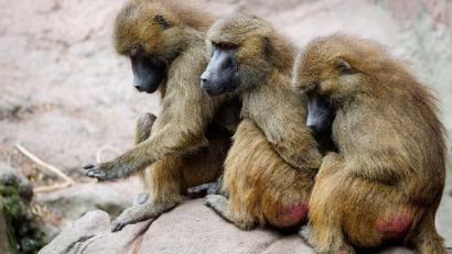 Archivbild: Daniel Karmann/dpa
Der Tiergarten hat nun seine Pläne in die Tat umgesetzt - obwohl Tierschutz- und Tierrechtsorganisationen diese scharf kritisiert hatten.