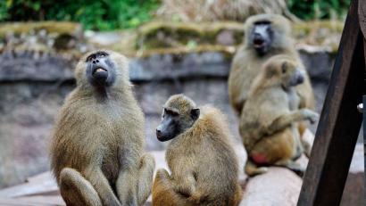 Bild: Daniel Karmann/dpa
Das Pavian-Gehege ist überbelegt. Der Zoo will deshalb einige Tiere töten.