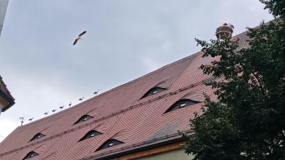Bild: Daniel Vranjes
Eine Gruppe von Jungstörchen besucht am Dienstagabend den Weidener Horst am Alten Schulhaus.
