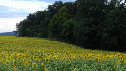 Bild: Houschka
Die Fläche des künftigen Ruhewalds auf einer Anhöhe nördlich von Wolfring. Gesäumt wird sie gegenwärtig von einem in voller Pracht erblühten Sonnenblumenfeld.