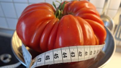 Bild: bl
Diese stattliche Tomate mit einem Gewicht von 1000 Gramm ist in einem Hausgarten in Pfreimd herangewachsen.