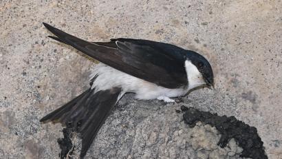 Symbolbild: Patrick Pleul, dpa
Eine Mehlschwalbe baut ein Nest an der Decke eines Hauses. Das Entfernen solcher Nester ist illegal.