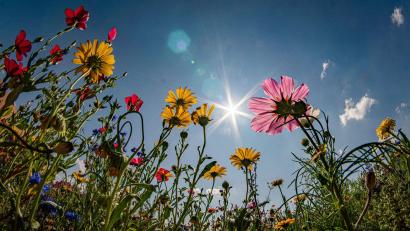 Bild: Frank Rumpenhorst/dpa
Sonne pur: So soll es ab Mittwoch werden. (Symbolbild)