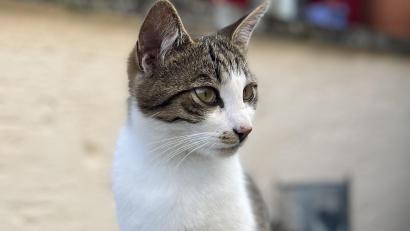 Bild: Monika Hager
Anfang des Jahres verschwanden auffällig viele Katzen in Kohlberg, in den letzten Wochen kehrte Ruhe ein. Doch seit 11. Juli fehlt nun jede Spur von Kater Leo.