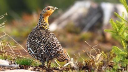 Bild: PantherMedia/taviphoto
Die Erhebungsphase im Rahmen des bayernweiten Auerhuhn-Monitorings begann am 1. August.