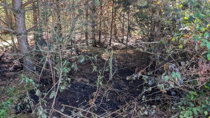 Bild: Andreas Eckert
Verbranntes Unterholz kennzeichnet die Stelle des Feuers vom Sonntagabend an den Dießfurter Seen.