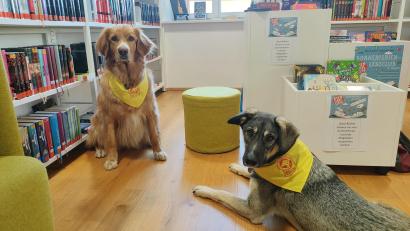 Bild: ald
Juna (links) und Gustav werden als Lesehunde in der Stadtbibliothek in Eschenbach eingesetzt.
