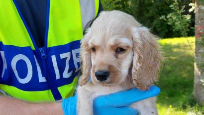Bild: Bundespolizei
Einer der fünf Hundewelpen, die bei einer Kontrolle auf der A 6 sichergestellt wurden.